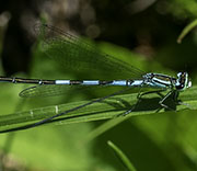 Damselfly